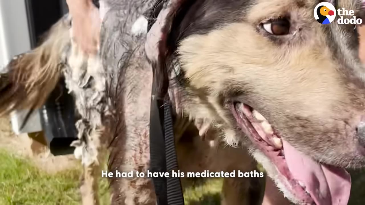A close-up of a dog with wet, soapy fur receiving a bath outdoors, with its mouth open and tongue out.