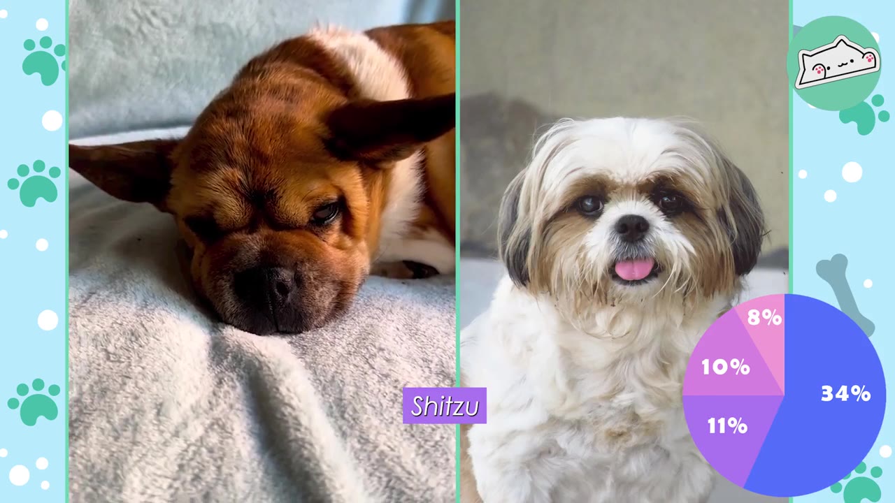 A split-screen image showing a brown and white dog named Peanut on the left, and a fluffy white and brown Shih Tzu on the right with a pie chart indicating DNA percentages.
