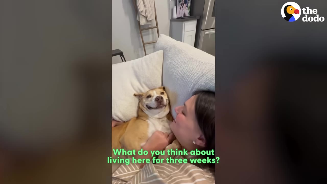 A tan and white dog lies comfortably on a white couch next to a woman, looking up with a content, smiling expression.