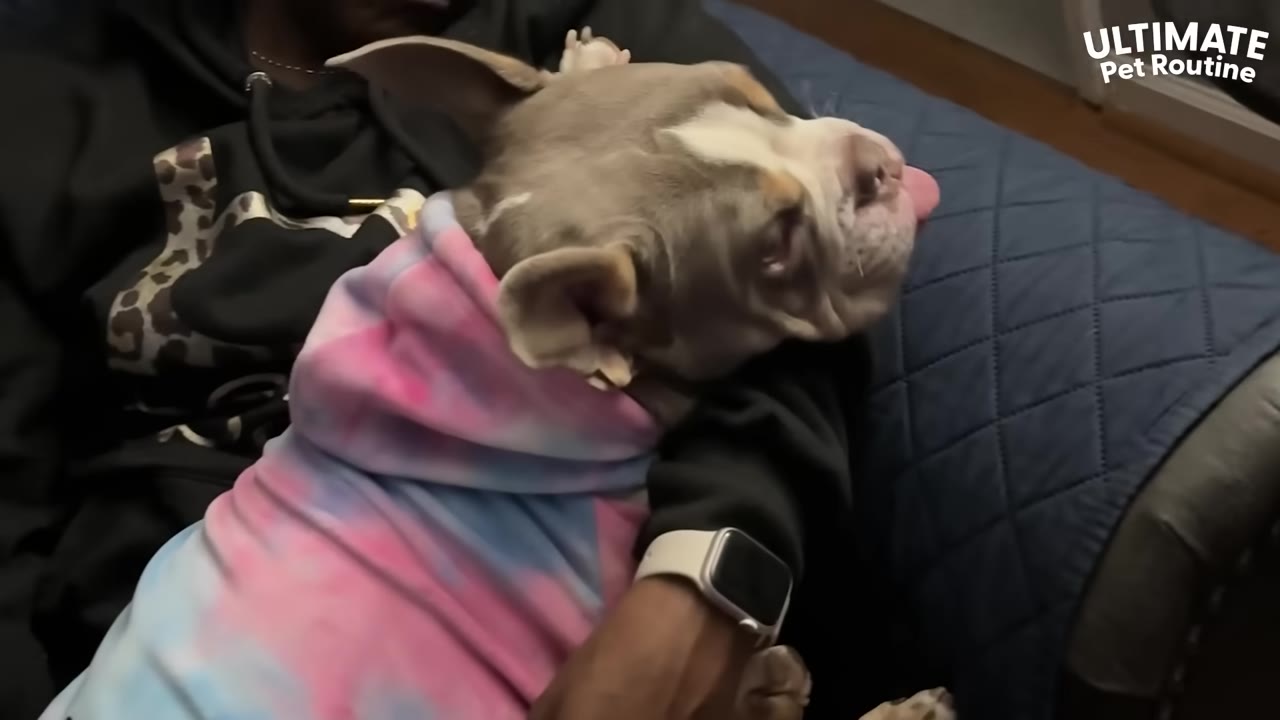 A small dog wearing a pink and blue tie-dye hoodie rests comfortably in a person's arms.