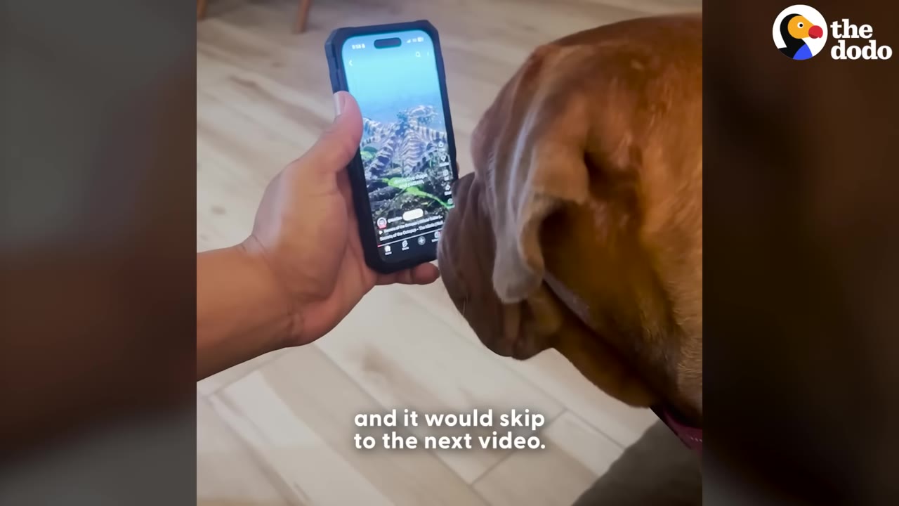 A close-up of a brown dog's nose touching a smartphone screen held by a person, with the subtitle 'and it would skip to the next video' visible.