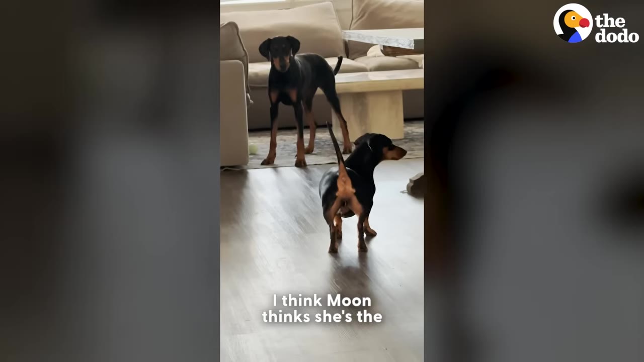 A black and tan Doberman stands in a living room looking towards a smaller black and tan dachshund standing in the foreground.
