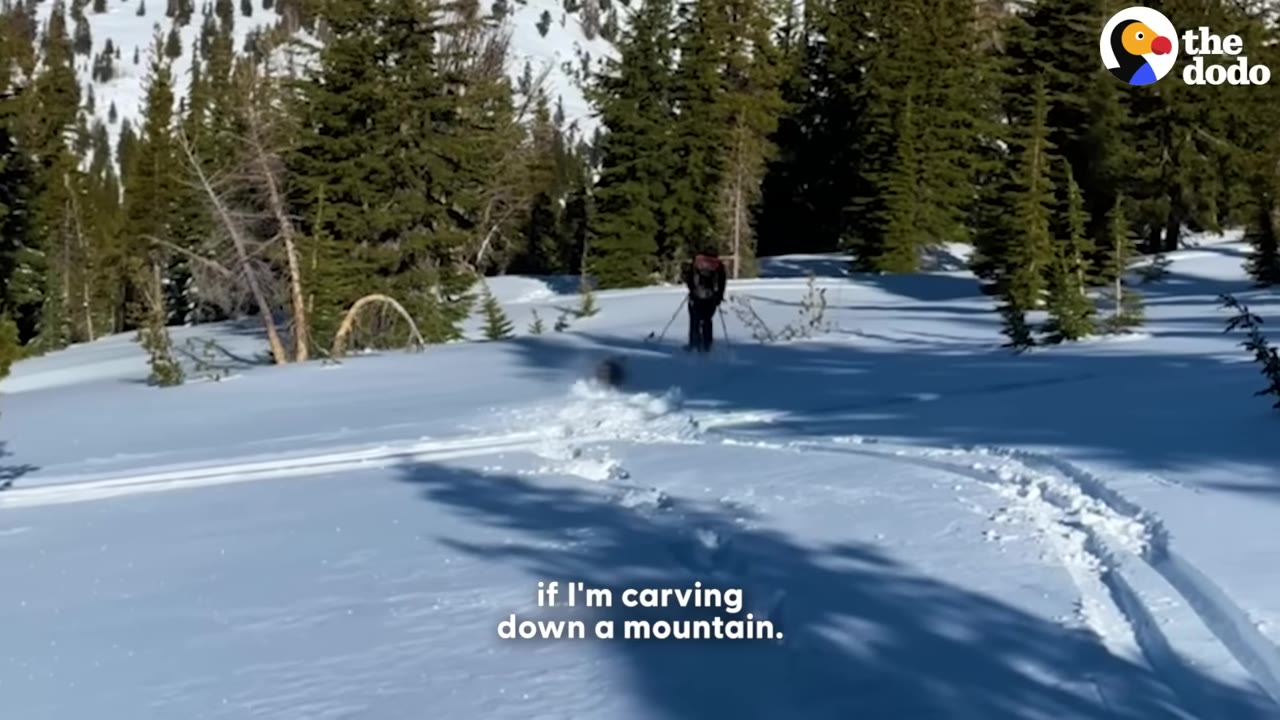 A skier carving down a snowy mountain slope with a small dog running through the snow ahead of them.