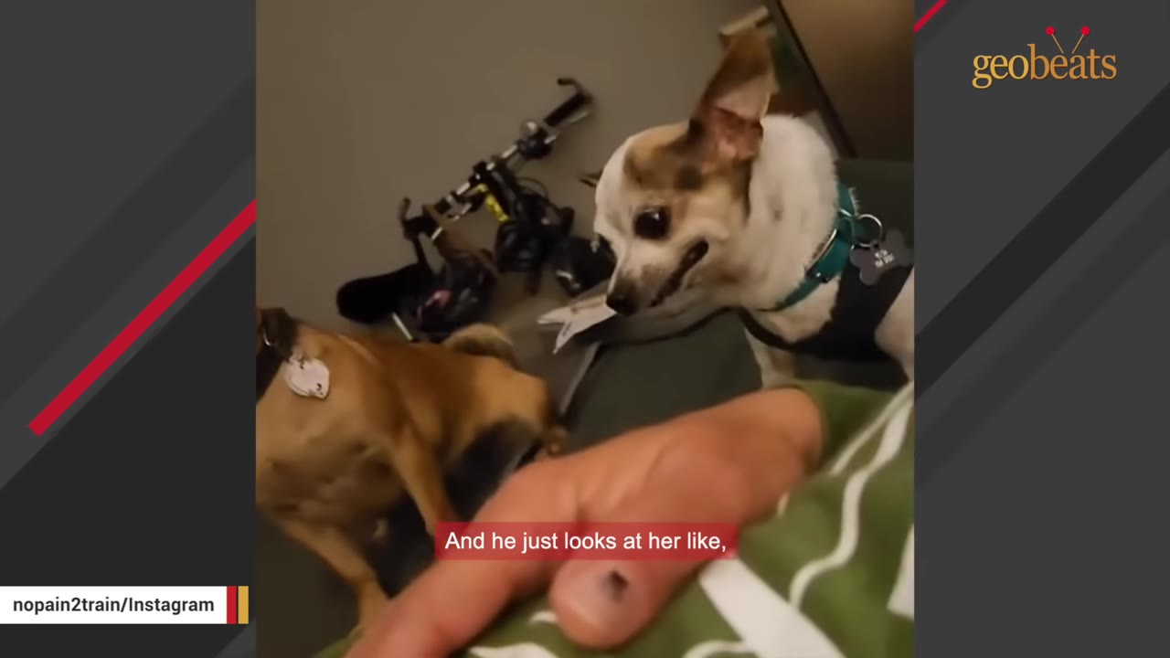 A small white and brown Chihuahua wearing a teal collar looks down with a stern expression at a brown dog.
