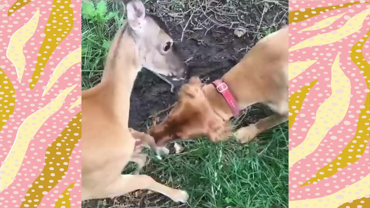 A light brown dog wearing a pink collar gently licks a young fawn on the grass.