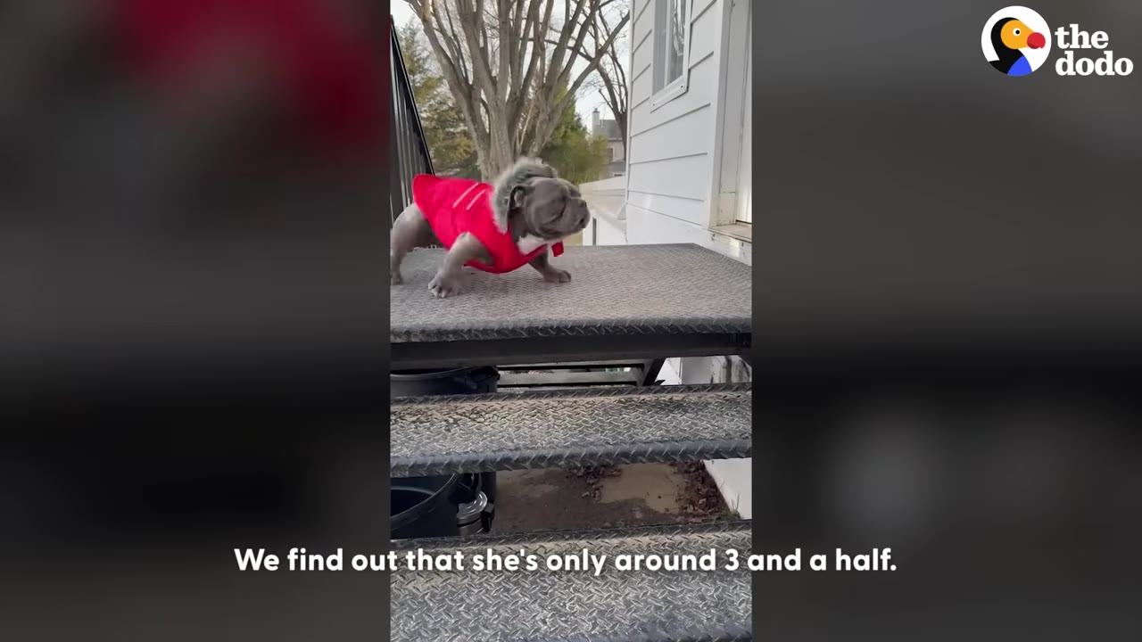 A small grey bulldog wearing a bright red coat stands on metal outdoor stairs, looking alertly to the side.
