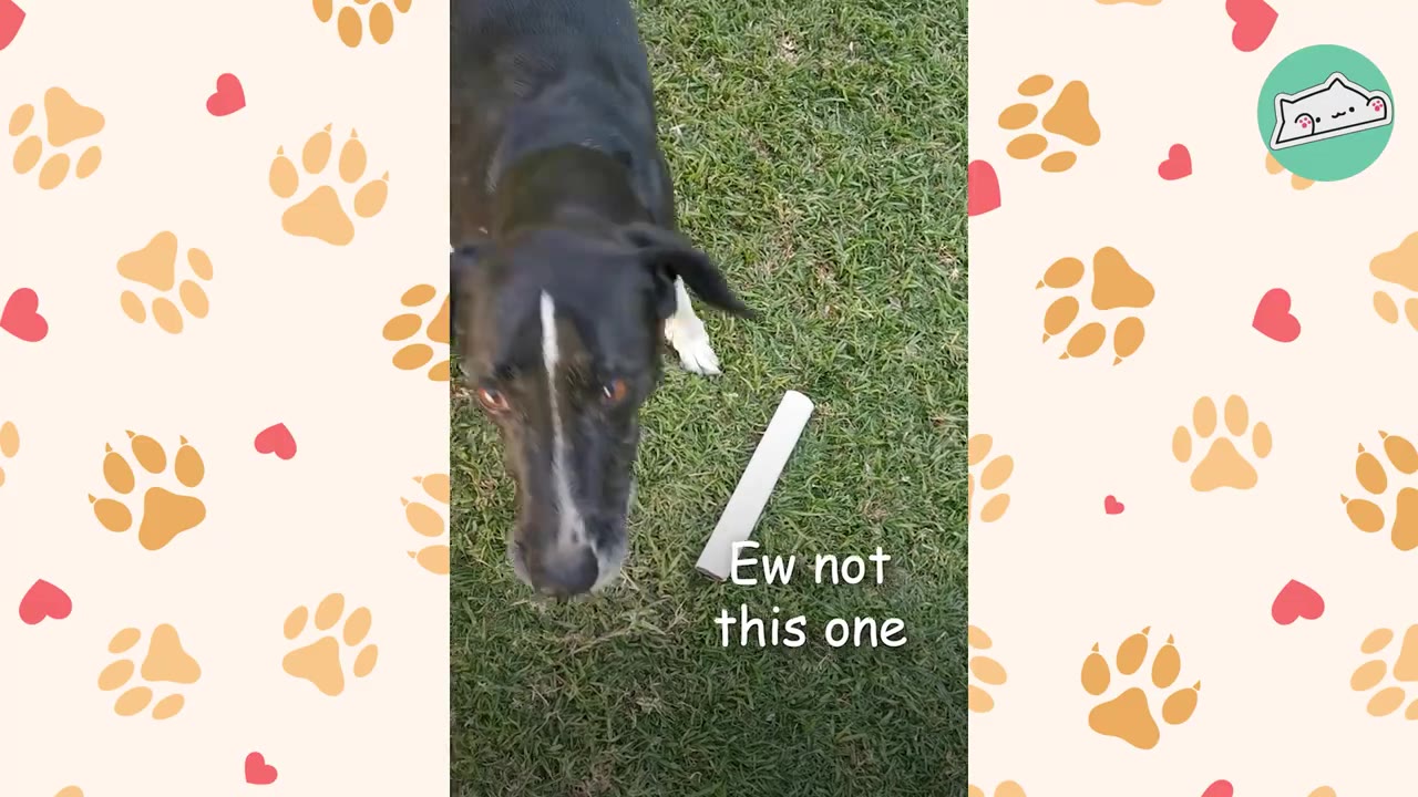 A black and white dog stands on the grass looking down at a white cardboard tube, with text overlay reading 'Ew not this one'.