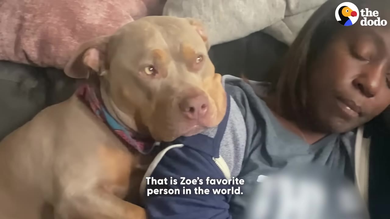 A tan pit bull named Zoe rests her head on the shoulder of a woman who is resting her eyes, with text overlay reading 'That is Zoe's favorite person in the world.'