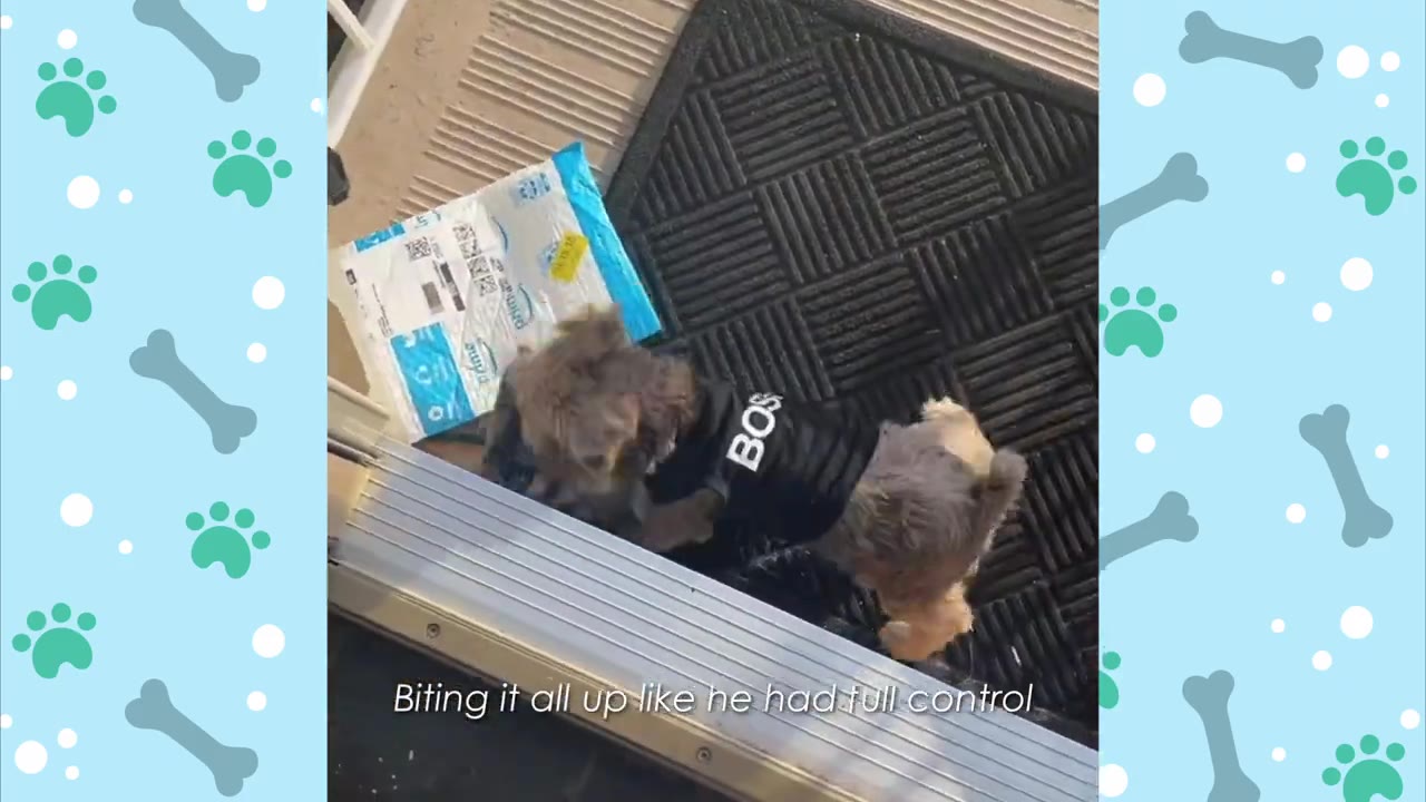 A small dog wearing a black shirt that says "BOSS" bites and paws at a white and blue Amazon Prime package on a doormat.
