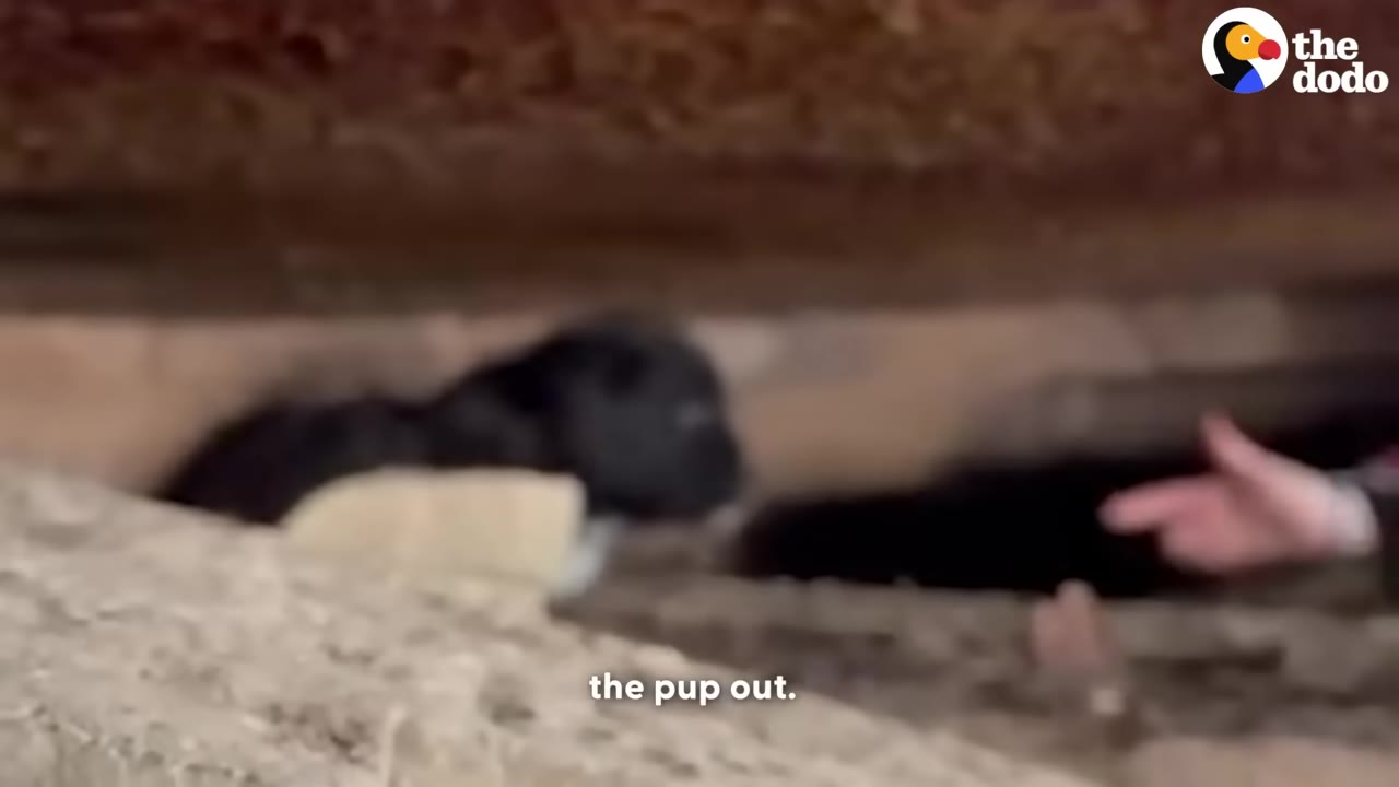 A small black puppy huddled under a low wooden structure as a person's hand reaches in towards it.