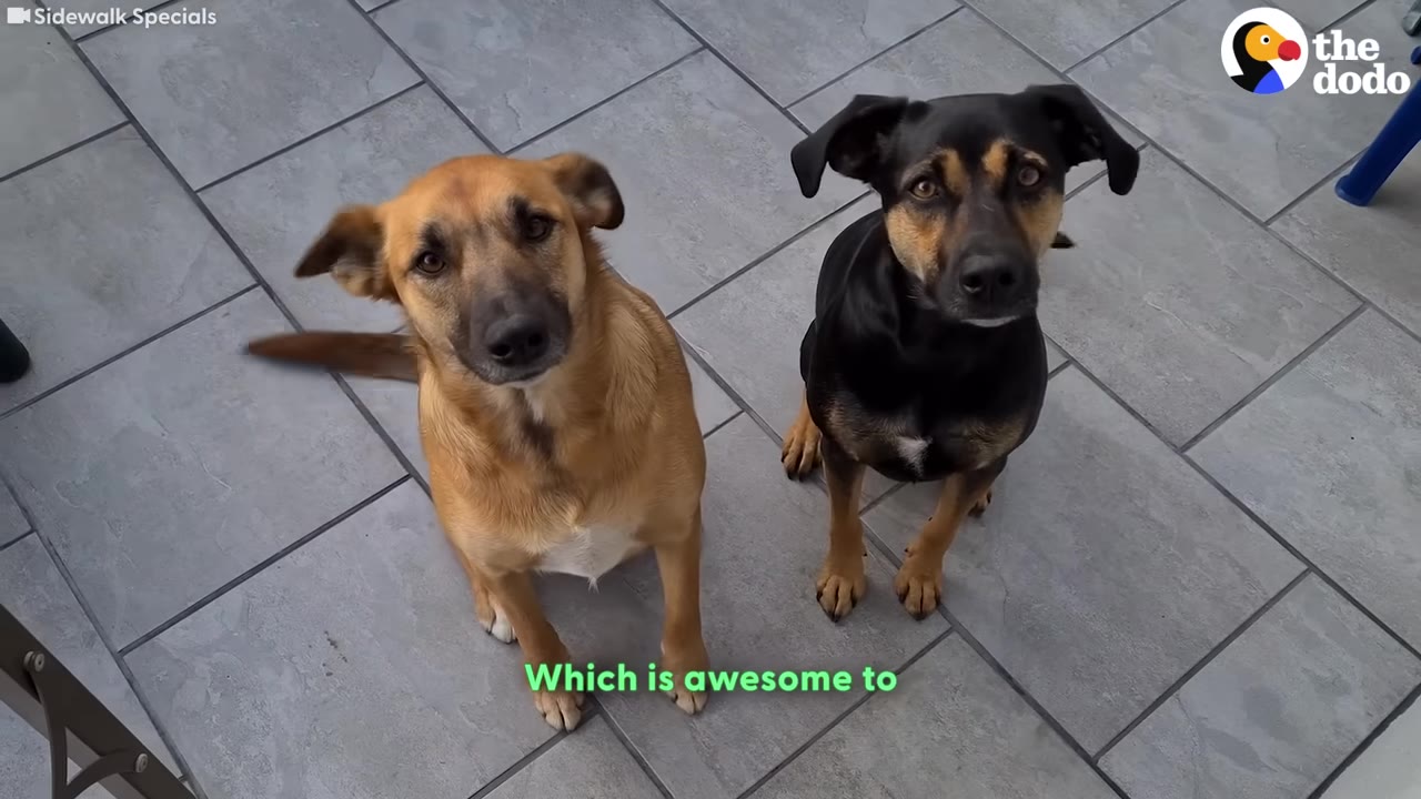 A light brown dog and a black and tan dog sitting side-by-side on a grey tiled floor, looking up at the camera.