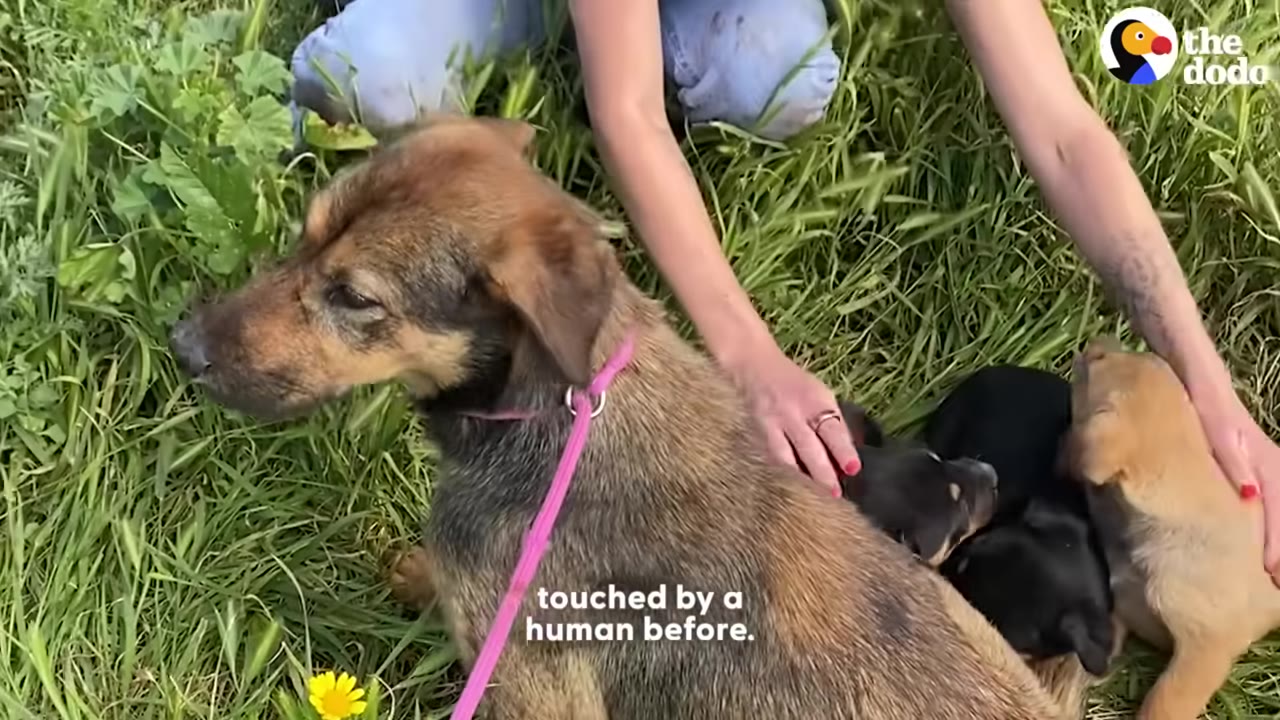 A brown dog with a pink leash sits in the grass next to her small puppies as a person gently pets them.