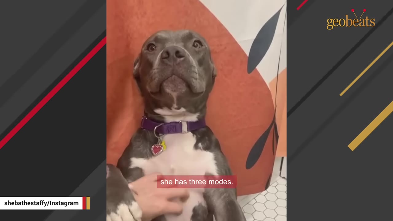 A gray and white pit bull wearing a purple collar looks directly at the camera while being petted on the chest, with a text overlay reading 'she has three modes.'