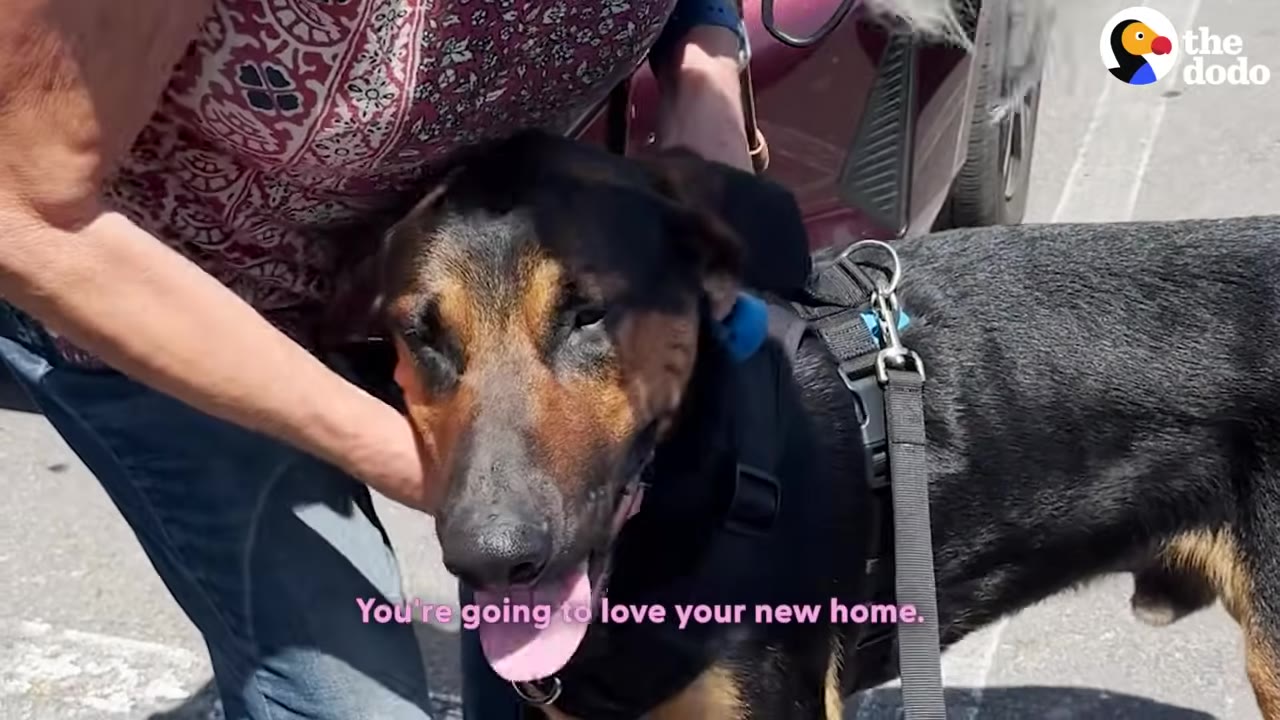 A black and tan dog wearing a harness is gently petted on the head by a person outside next to a car.