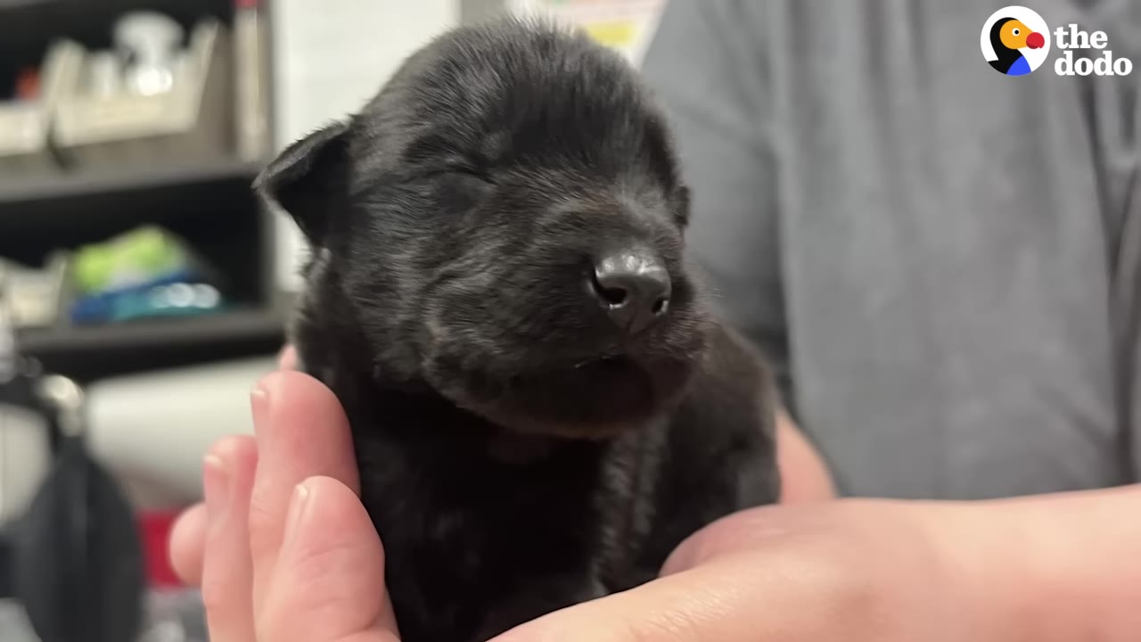A close-up of a tiny, newborn black puppy with its eyes closed, being gently cradled in a person's hands indoors.