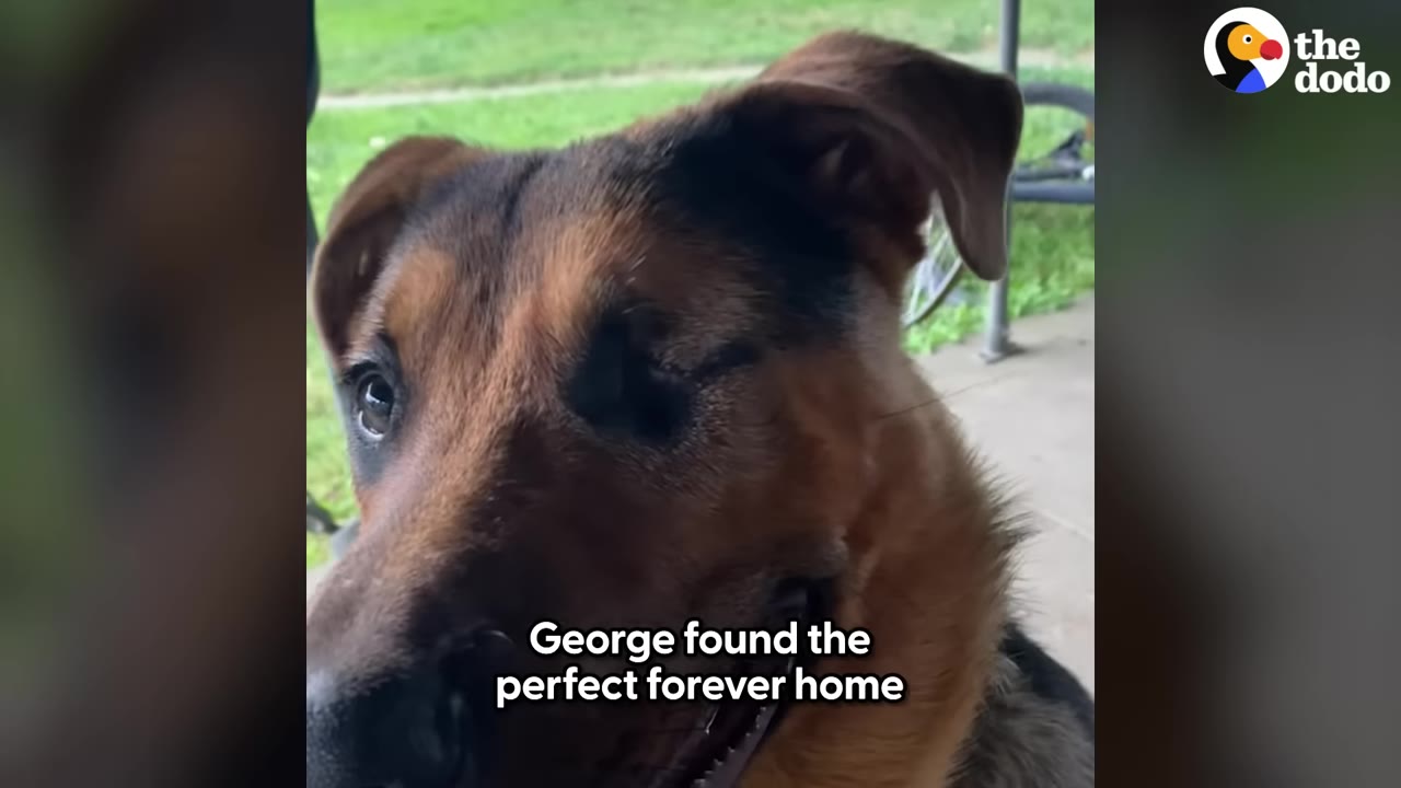 A close-up of George, a brown and black dog, looking calm and content.