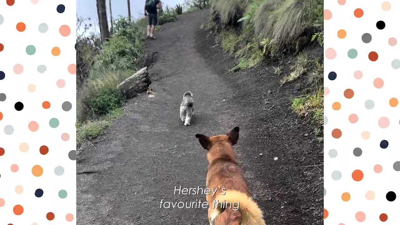 A small grey dog and a larger brown dog walk up a dirt hiking trail behind a person.