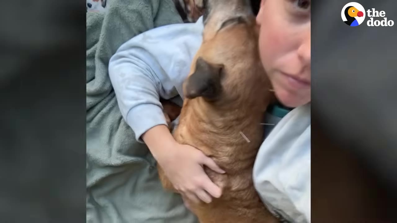 A woman holds a tan dog close to her chest during an acupuncture therapy session, with small needles visible in the dog's back.