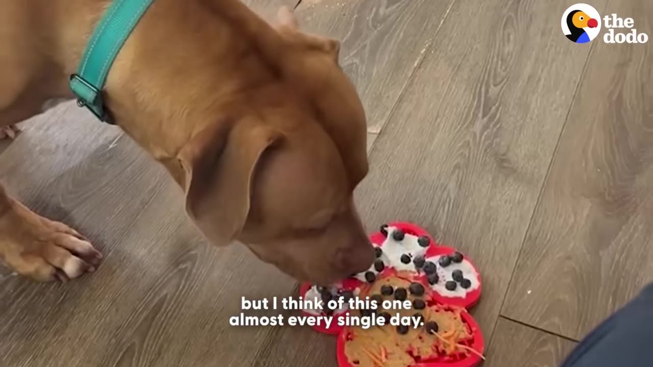 A close-up shot of a brown dog wearing a teal collar as it licks a red paw-shaped treat mat filled with peanut butter and blueberries on a wooden floor.