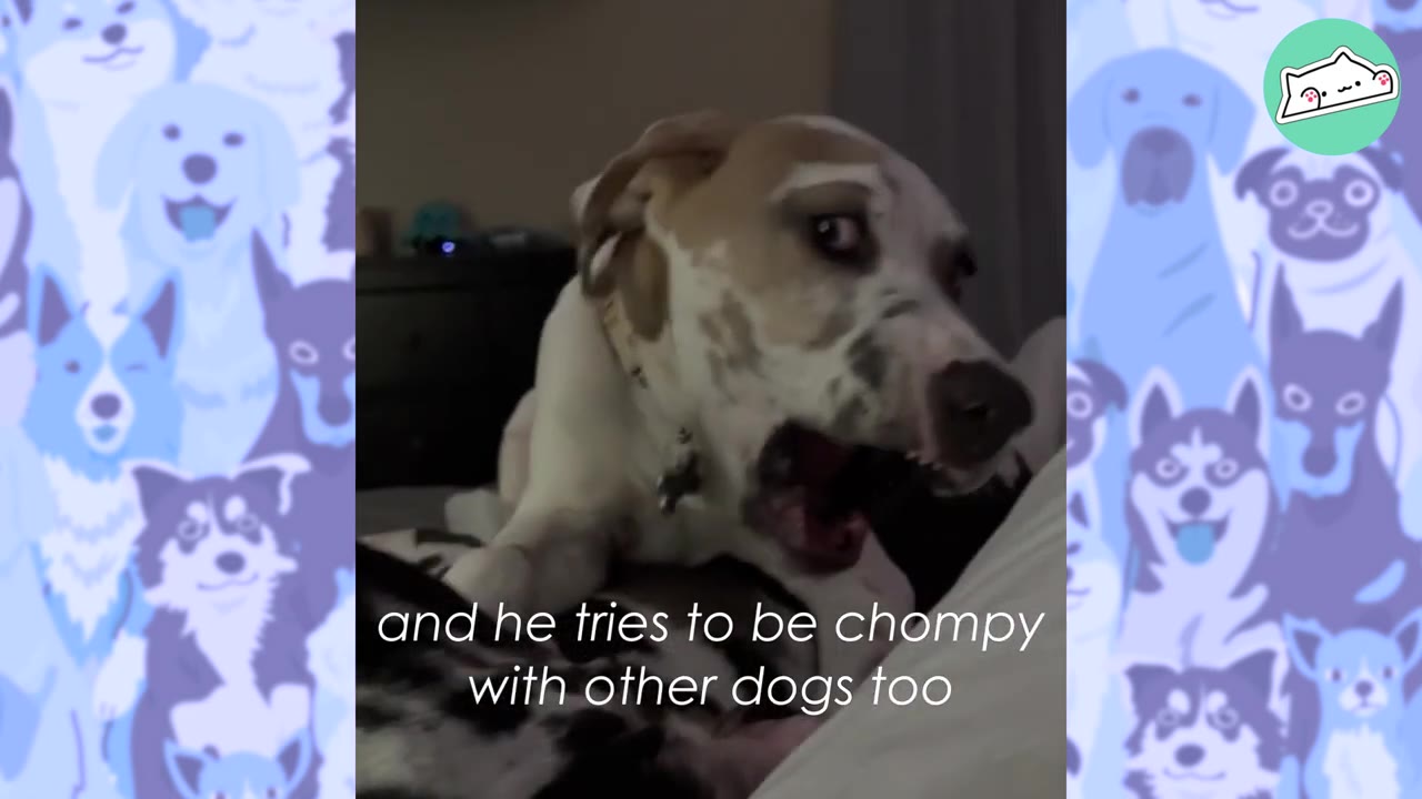A tan and white spotted dog with its mouth open, playfully interacting with another dog on a bed.
