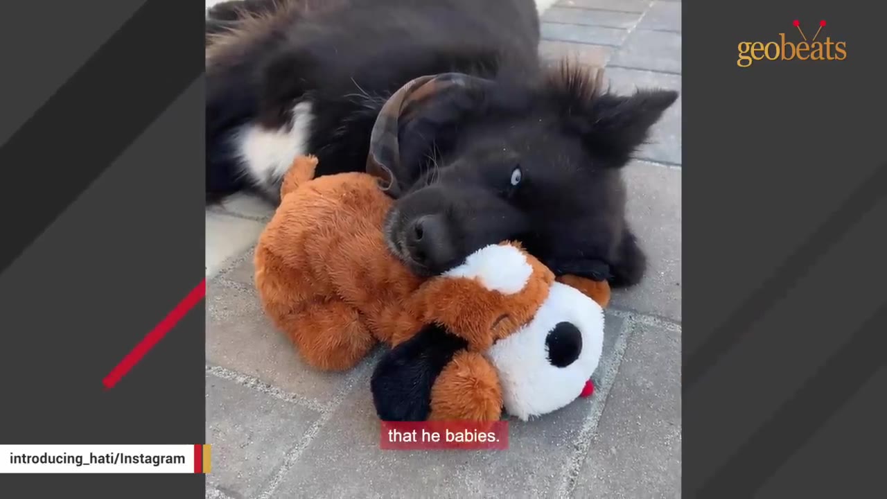 A fluffy black dog with striking blue eyes lies on a paved ground, resting its head gently on a brown and white stuffed toy dog.