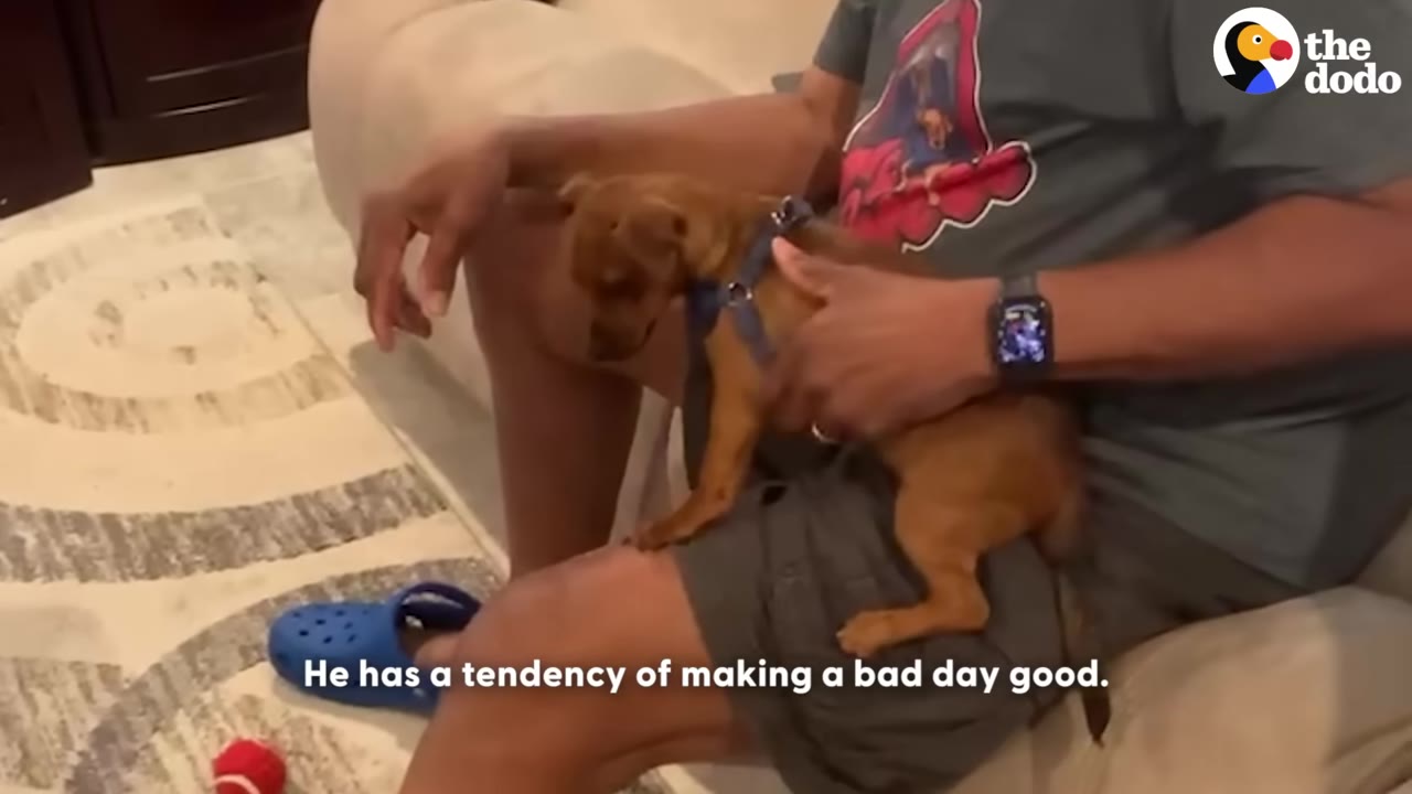 A small brown puppy wearing a blue harness sits on the lap of a man who is gently petting him.