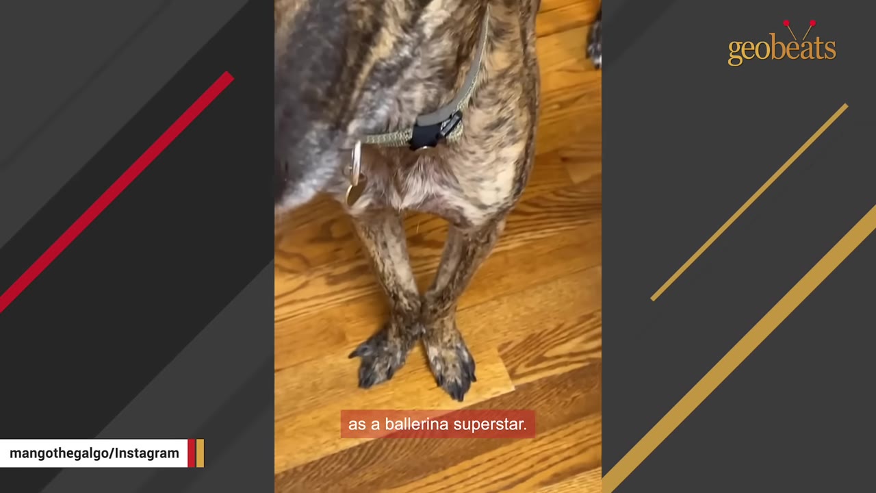 A close-up shot of a brindle dog's front legs crossed at the paws on a wooden floor, resembling a ballet stance.