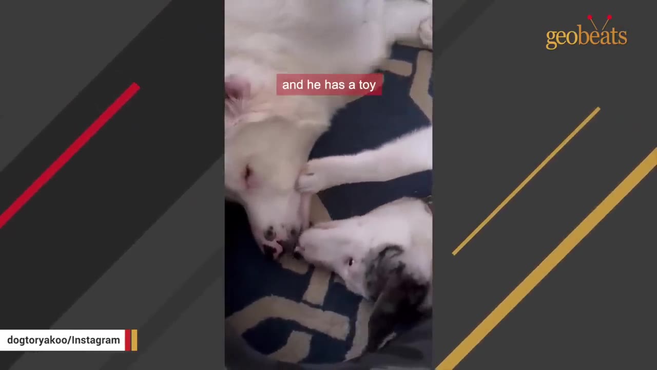 A close-up of a white dog gently placing its paw on the snout of another dog lying down.