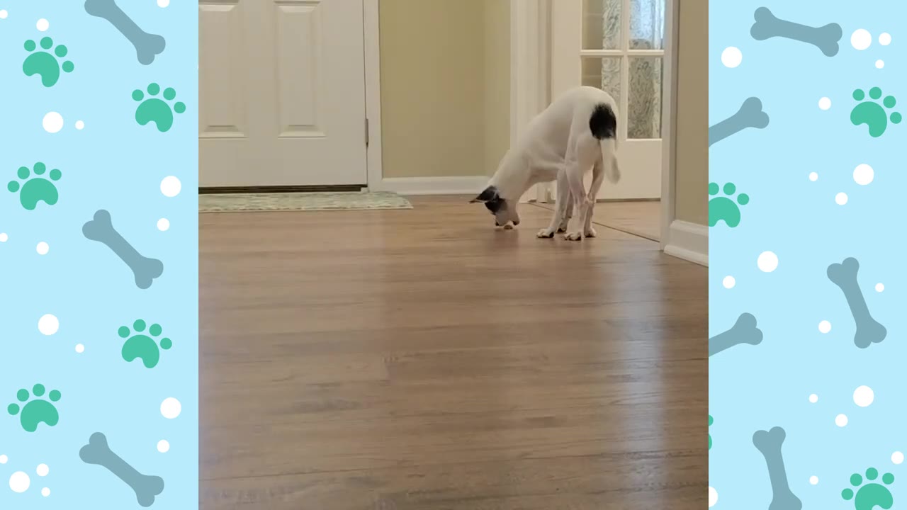 A small white dog with black patches on its head and rear stands on a light brown wooden floor, leaning down to sniff the ground.