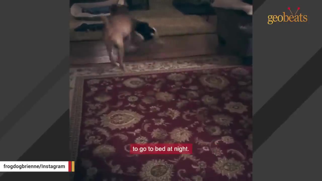 A dog stands at the bottom of a short flight of stairs on a patterned rug.