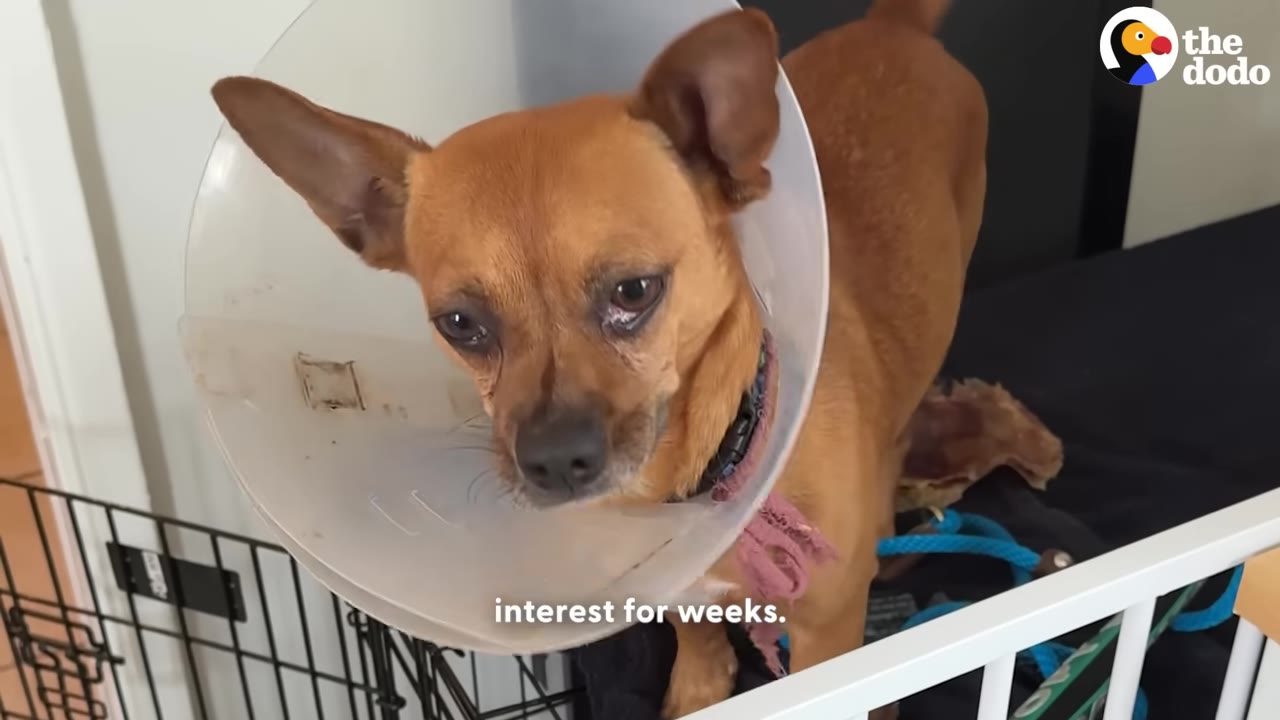 A small brown dog wearing a plastic protective cone looks sadly at the camera from inside a playpen.