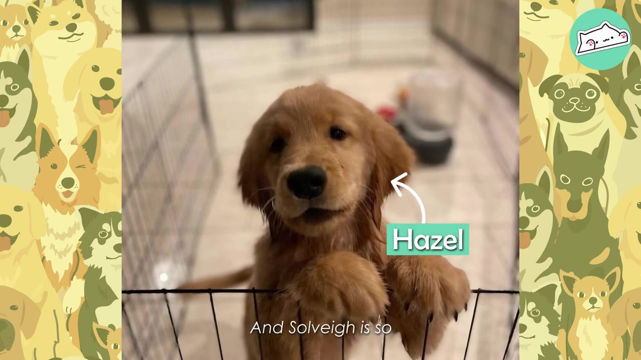A close-up of a golden retriever puppy named Hazel looking over a wire playpen fence.