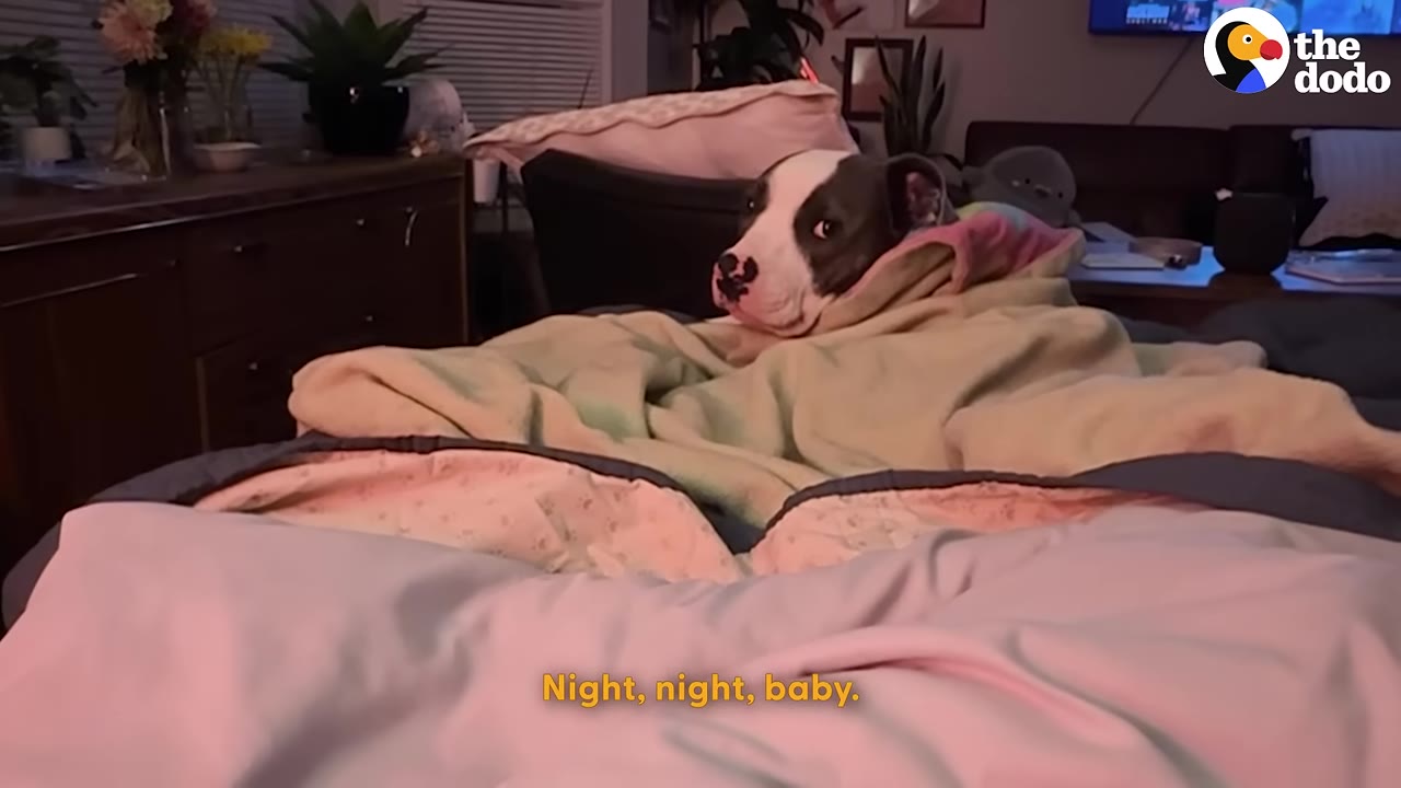 A gray and white pit bull tucked under blankets in a bed, looking towards the camera.