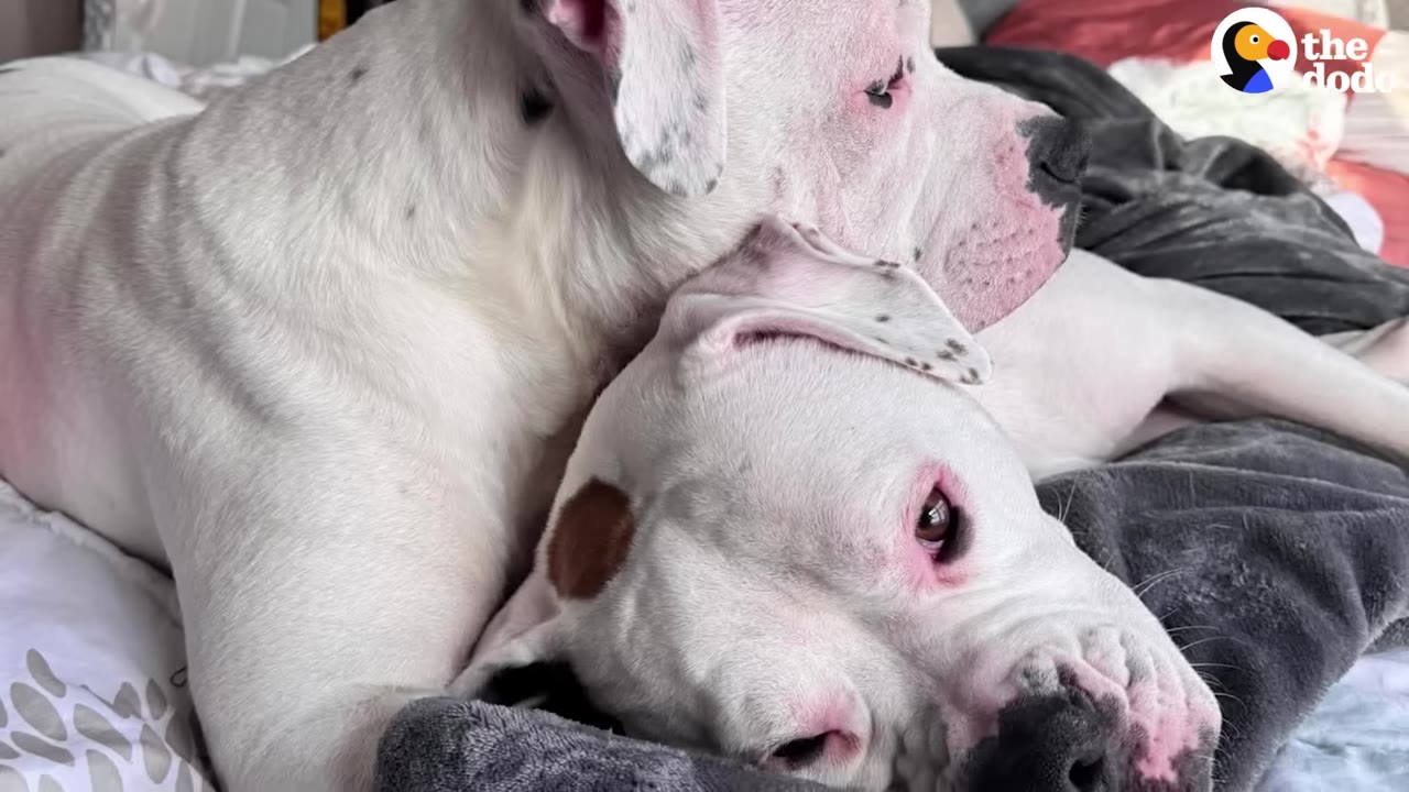 Two very similar-looking white dogs with pinkish skin around their eyes and noses cuddle close together on a bed.