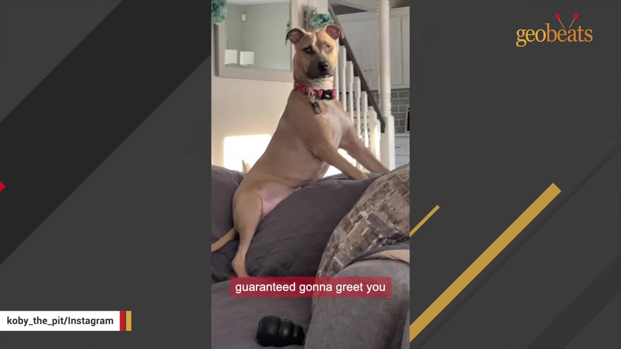 A tan dog with a pink collar stands on a grey couch, looking towards the camera.