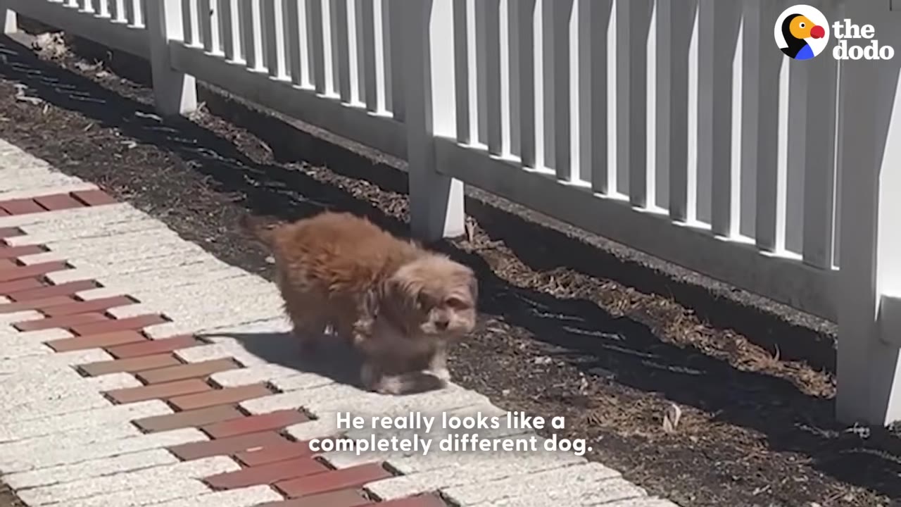 A small, fluffy brown dog walks along a brick path next to a white picket fence on a sunny day.