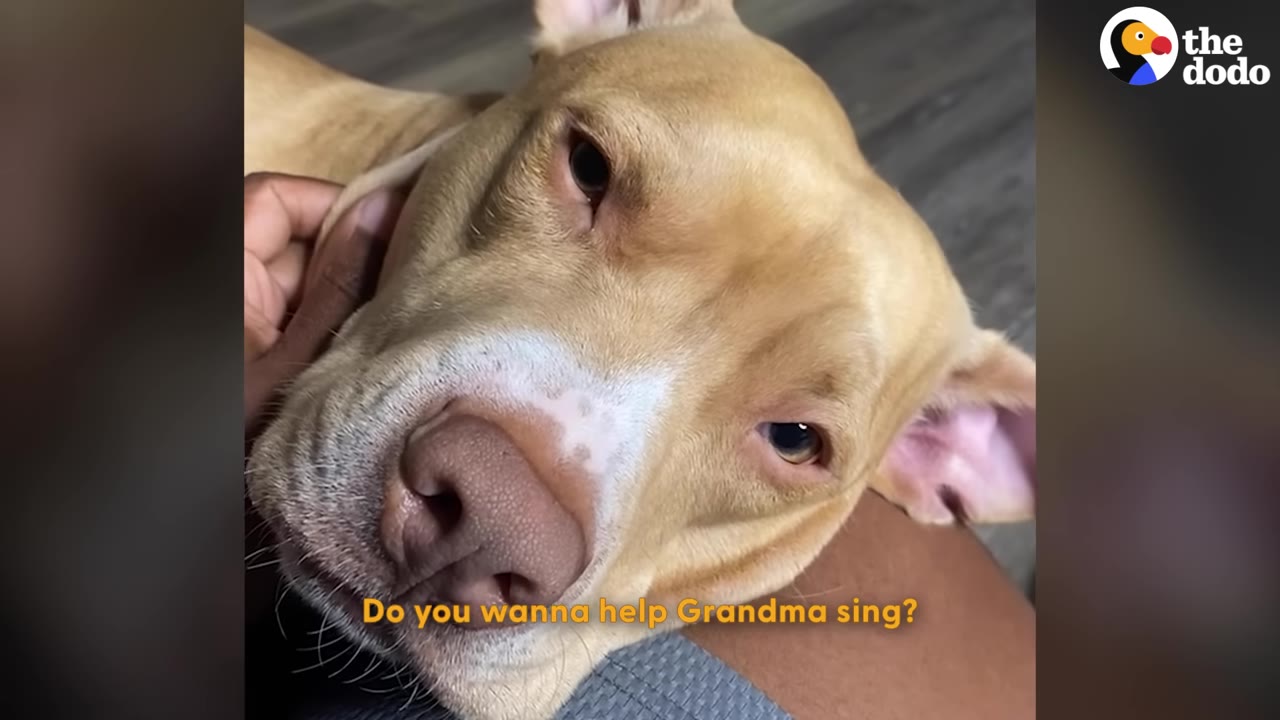 A close-up of a tan dog with a white patch on its snout being gently petted on the side of its face.