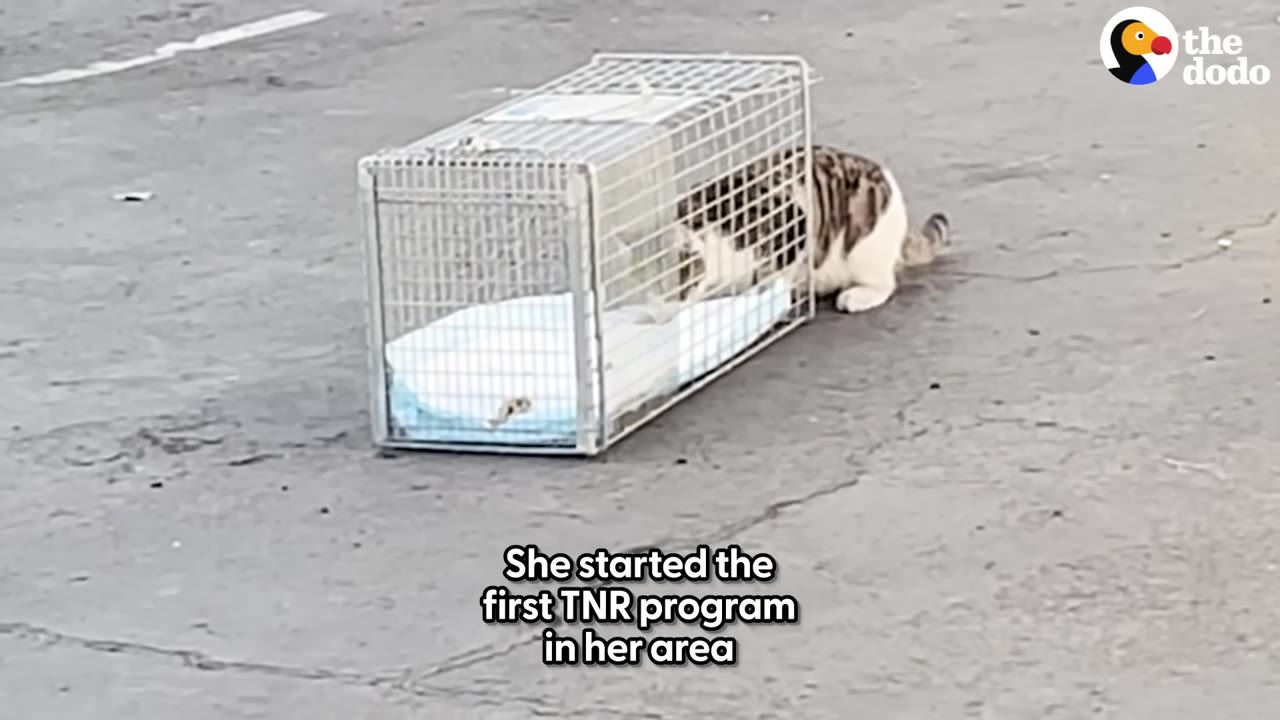 A brown and white tabby cat walks into a wire cage trap set on an asphalt surface.