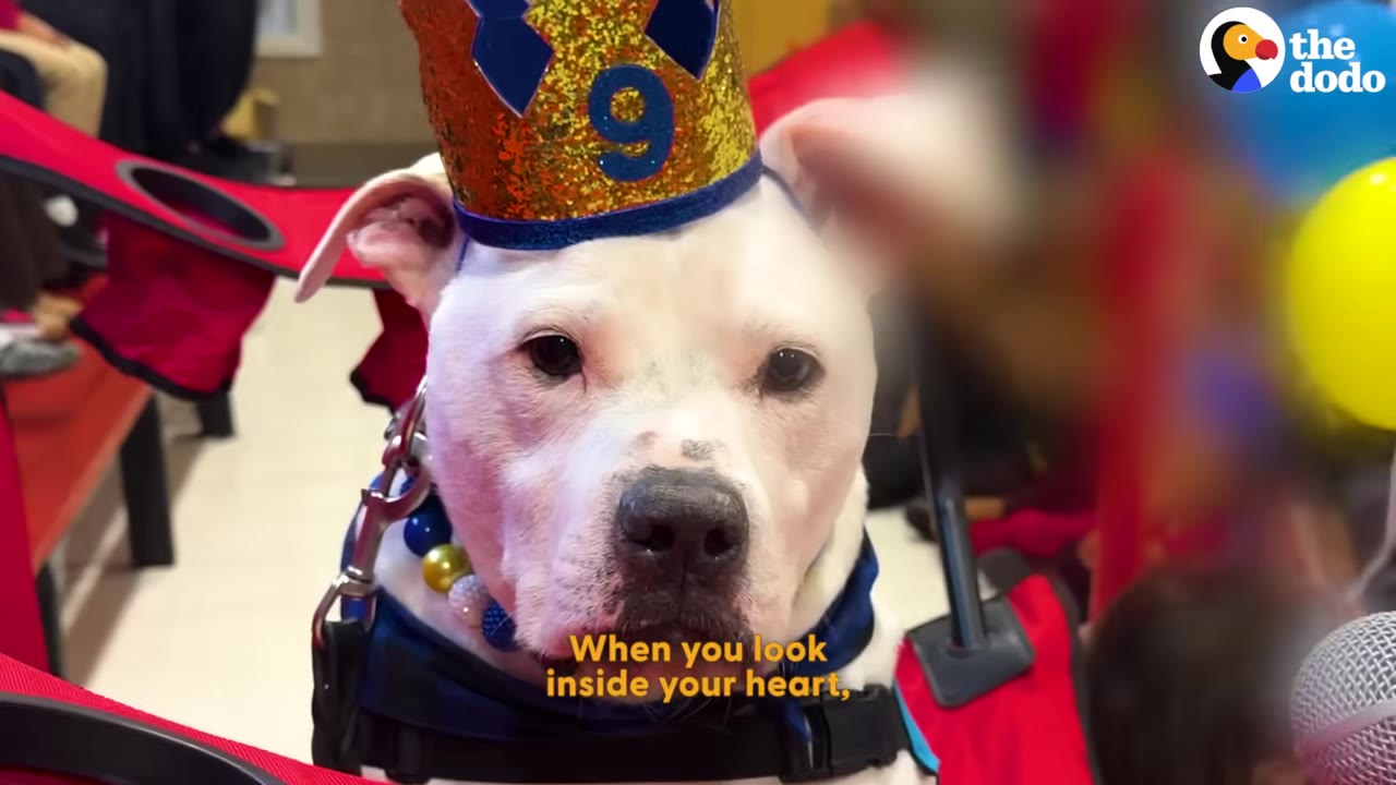 A close-up portrait of a white dog wearing a blue and gold glittery crown with the number nine on it, looking directly at the camera.