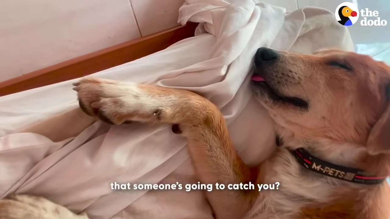 A light brown dog wearing a collar lies comfortably on its back on a bed with white sheets, sleeping peacefully with its tongue slightly sticking out.