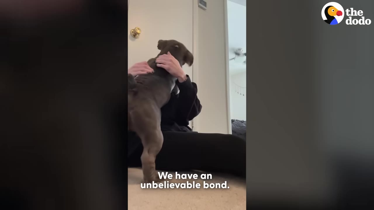 A grey and white bulldog stands on its hind legs to hug its owner who is sitting on the floor.