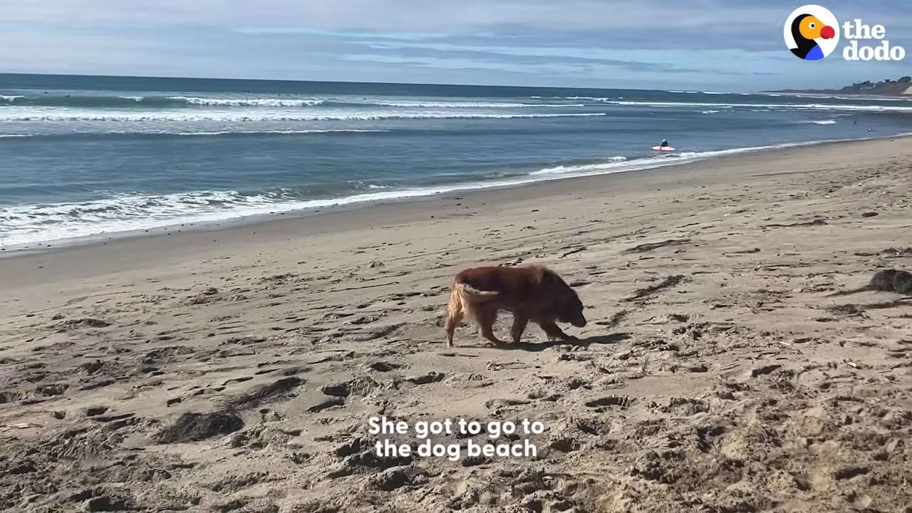 A golden retriever walks on a wide sandy beach with ocean waves rolling in under a blue sky.