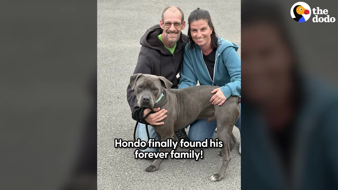 A grey pit bull dog named Hondo stands in front of a smiling man and woman who are kneeling on the pavement and hugging him.