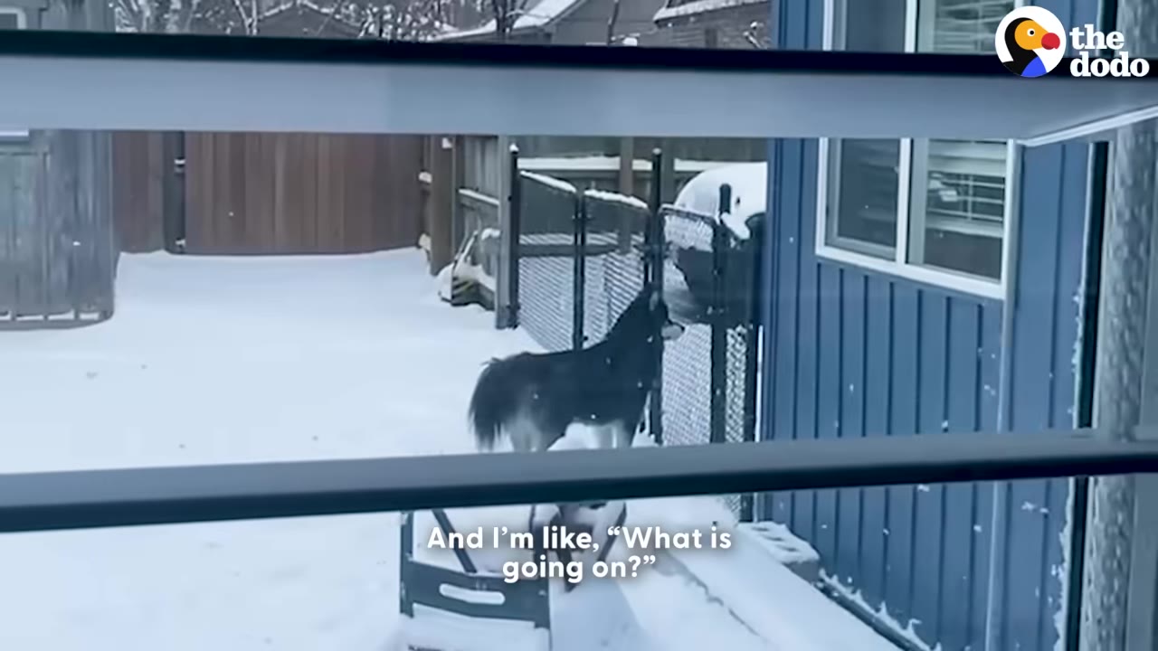 A black and white dog stands in a snow-covered backyard, viewed through a window frame.