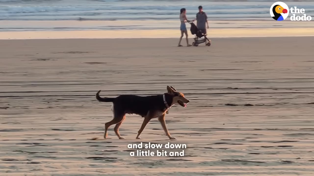 A medium-sized black and tan dog walks calmly along a sandy beach during sunset.