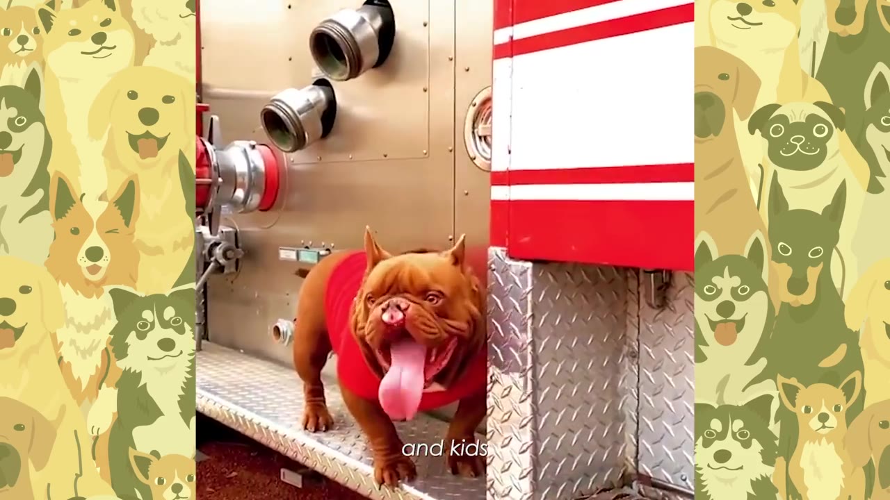 A brown bulldog wearing a red shirt stands on the side step of a red and silver fire truck.