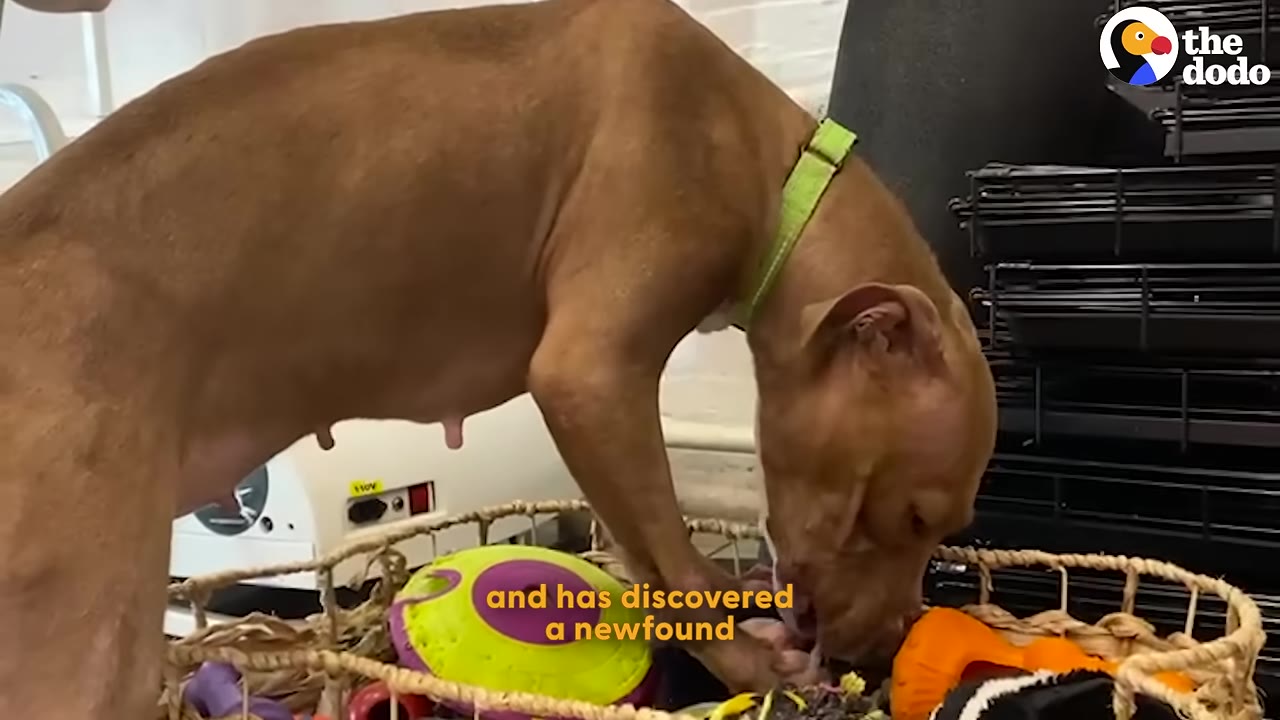 A brown dog with a green collar sniffs through a woven basket filled with colorful toys.