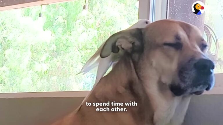 California Cockatiel Was Too Depressed To Leave His Cage Until A Patient Dog Changed Everything