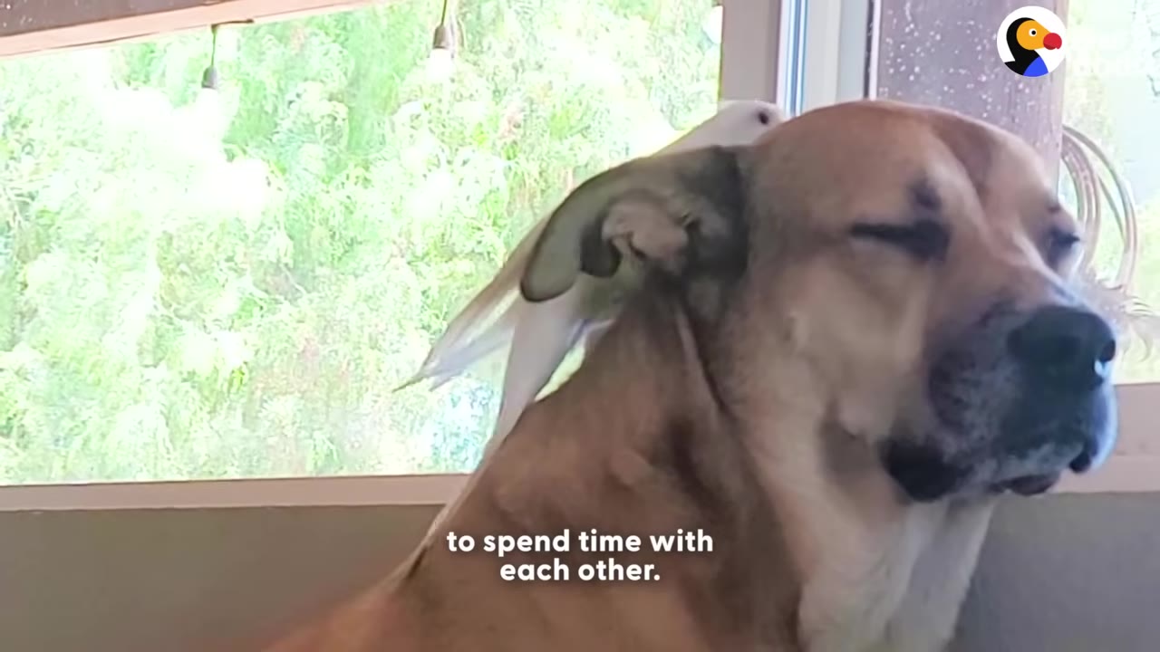 A large tan dog sits patiently with his eyes closed as a small white cockatiel perches on his neck near his ear.