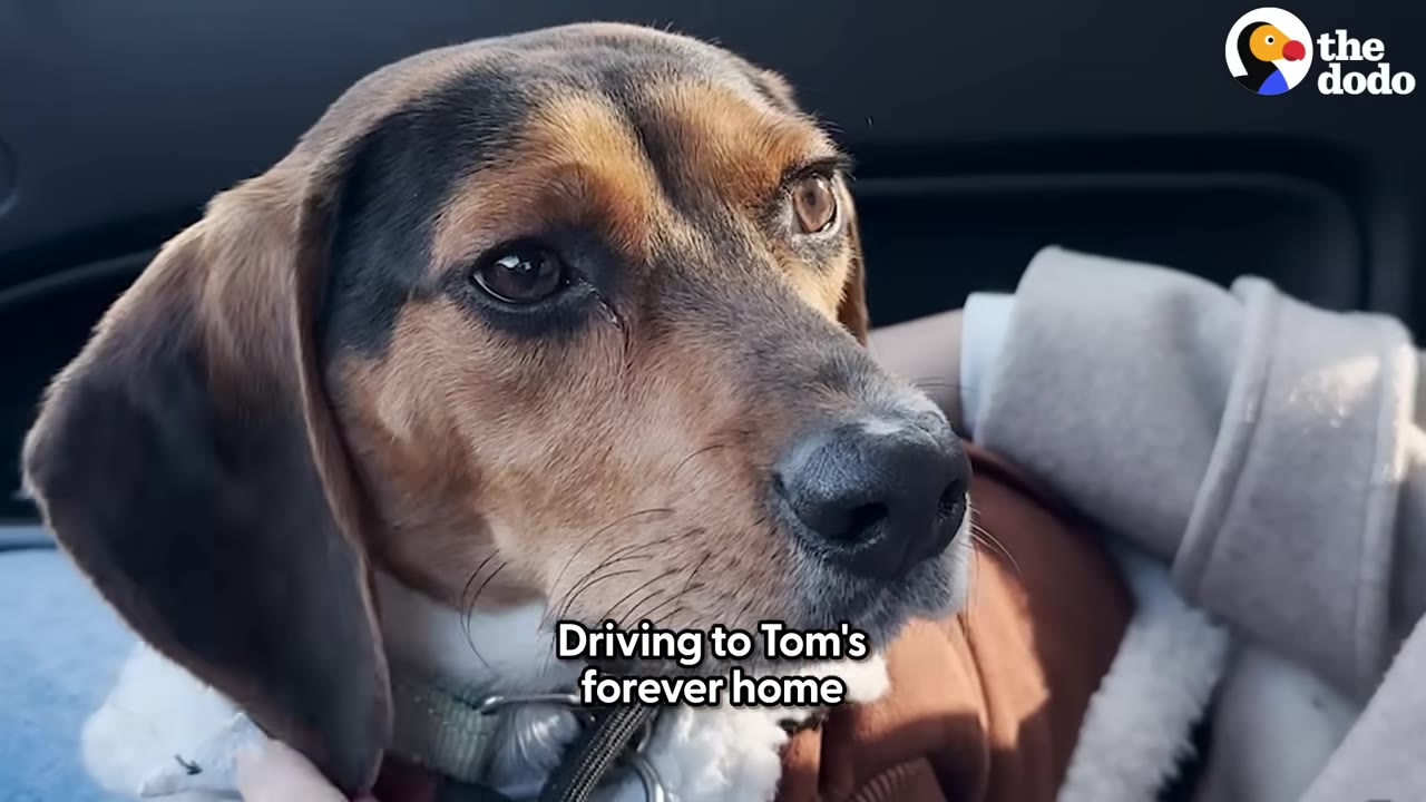 A close-up shot of a brown, black, and white hound dog sitting in a car, looking forward with a calm expression.